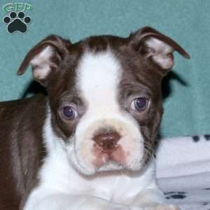 Hudson, Boston Terrier Puppy