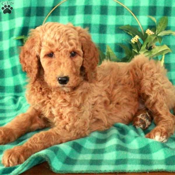 Hugo, Standard Poodle Puppy