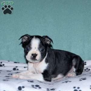 Hugo, Boston Terrier Puppy