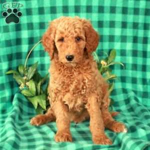 Hugo, Standard Poodle Puppy