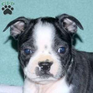 Hugo, Boston Terrier Puppy