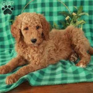 Hugo, Standard Poodle Puppy