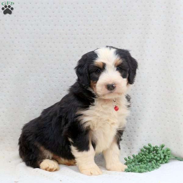 Hunter, Bernedoodle Puppy