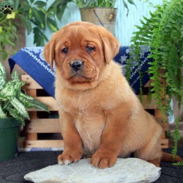 Hunter, Fox Red Labrador Retriever Puppy