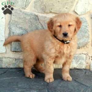 Hunter, Golden Retriever Puppy