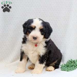 Hunter, Bernedoodle Puppy