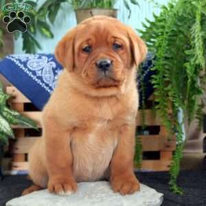 Hunter, Fox Red Labrador Retriever Puppy