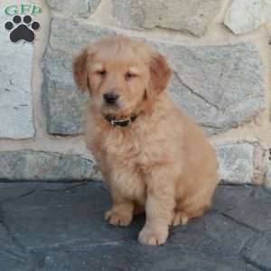 Hunter, Golden Retriever Puppy