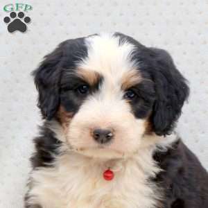 Hunter, Bernedoodle Puppy