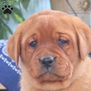 Hunter, Fox Red Labrador Retriever Puppy