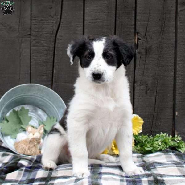 Hunter, Collie Mix Puppy