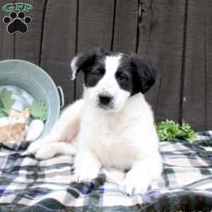 Hunter, Collie Mix Puppy