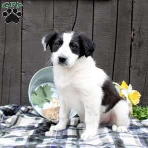 Hunter, Collie Mix Puppy