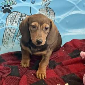 Norm, Dachshund Puppy