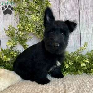 Vernon, Scottish Terrier Puppy