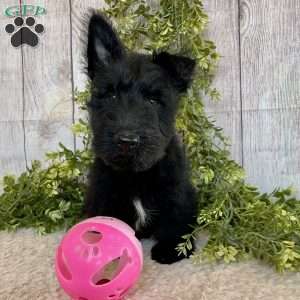 Vernon, Scottish Terrier Puppy