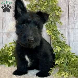 Vernon, Scottish Terrier Puppy