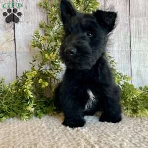 Vernon, Scottish Terrier Puppy