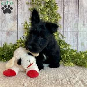 Vernon, Scottish Terrier Puppy