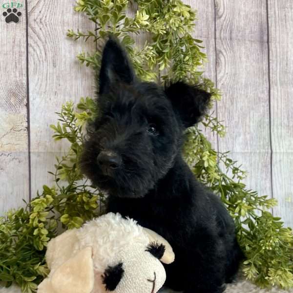 Vernon, Scottish Terrier Puppy