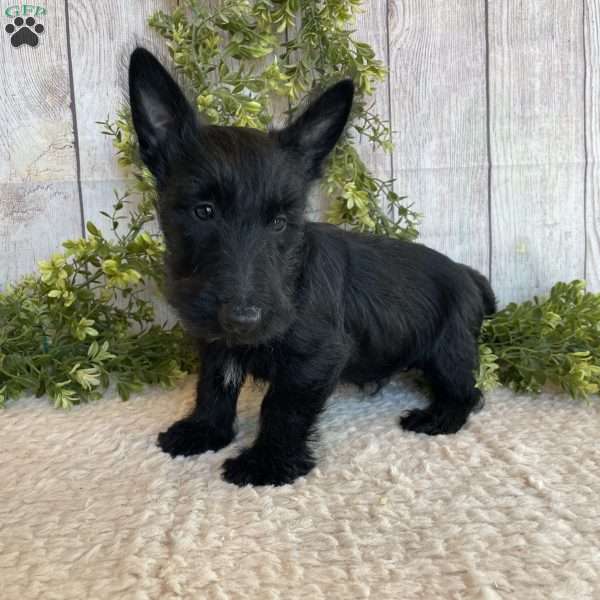 Victor, Scottish Terrier Puppy