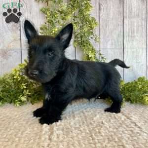 Victor, Scottish Terrier Puppy