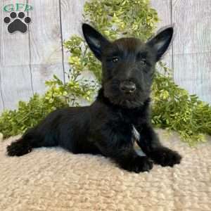 Victor, Scottish Terrier Puppy