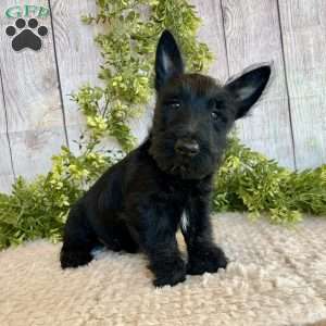 Victor, Scottish Terrier Puppy