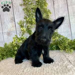 Victor, Scottish Terrier Puppy