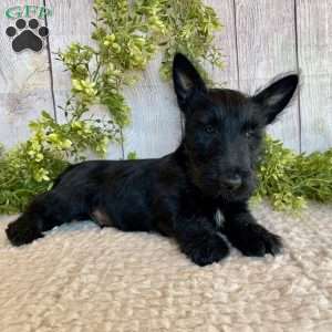 Victor, Scottish Terrier Puppy