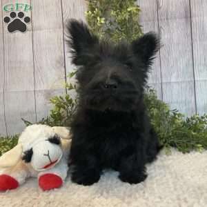 Barbie, Scottish Terrier Puppy