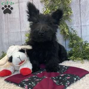 Barbie, Scottish Terrier Puppy