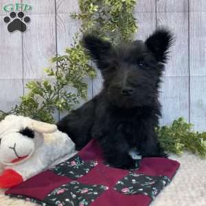 Barbie, Scottish Terrier Puppy