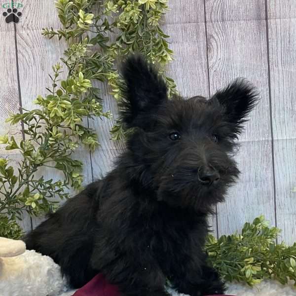 Barbie, Scottish Terrier Puppy