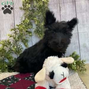 Barbie, Scottish Terrier Puppy