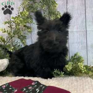 Barbie, Scottish Terrier Puppy