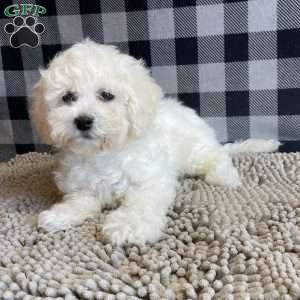 Lance, Bichon Frise Puppy