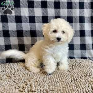 Lance, Bichon Frise Puppy