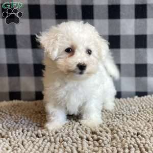 Lola, Bichon Frise Puppy