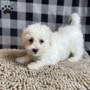 Lola, Bichon Frise Puppy