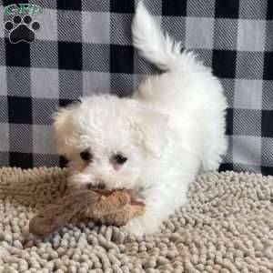 Lola, Bichon Frise Puppy