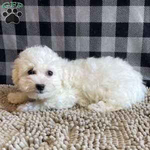 Lottie, Bichon Frise Puppy