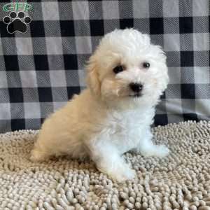 Lottie, Bichon Frise Puppy