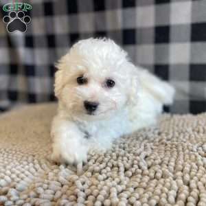 Lottie, Bichon Frise Puppy