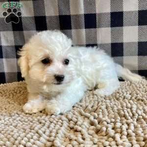 Lottie, Bichon Frise Puppy