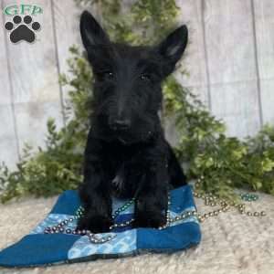 Victor, Scottish Terrier Puppy