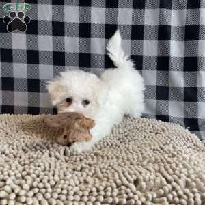 Lola, Bichon Frise Puppy