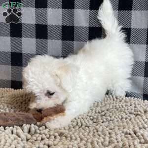 Lola, Bichon Frise Puppy