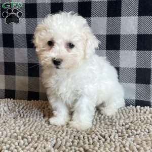 Lola, Bichon Frise Puppy