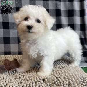 Lola, Bichon Frise Puppy